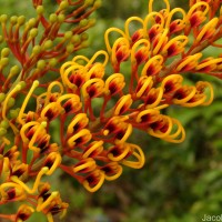 Grevillea robusta A.Cunn. ex R.Br.